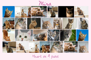 Create your cat photo collage with templates & custom text – print or download