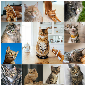 Create your cat photo collage with templates & custom text – print or download