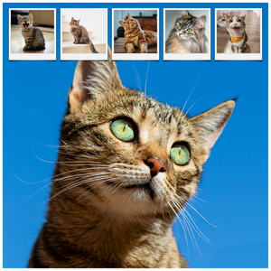 Create your cat photo collage with templates & custom text – print or download