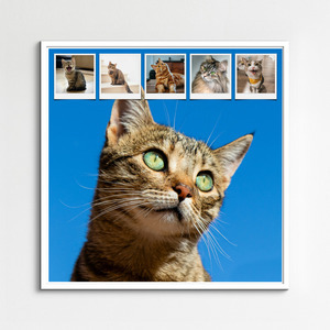 Create your cat photo collage with templates & custom text – print or download