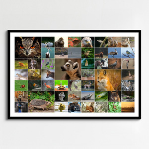 Wildlife Photo Collage – Create your animal & bird wall art, premium print, templates