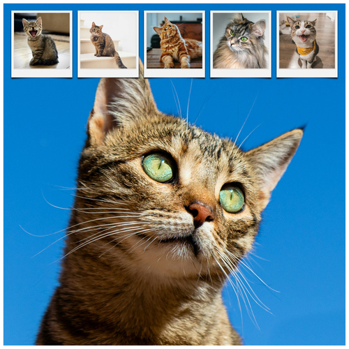 Create your cat photo collage with templates & custom text – print or download