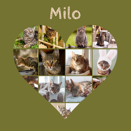 Cat Heart Photo Collage - Create yours now, add your cat's name or custom text