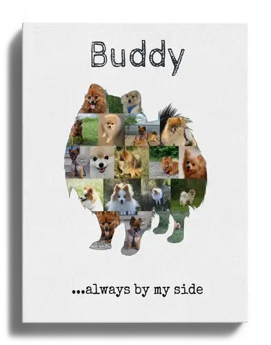 Create a Unique Pomeranian Photo Collage with Your Favorite Photos