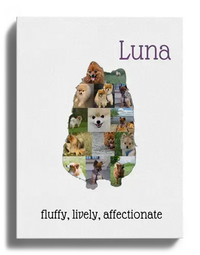 Create a Unique Pomeranian Photo Collage with Your Favorite Photos