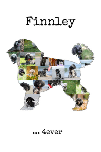 Create Your Own Mini Poodle Photo Collage – Cherish Your Pet Forever