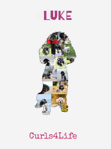 Create Your Own Mini Poodle Photo Collage – Cherish Your Pet Forever