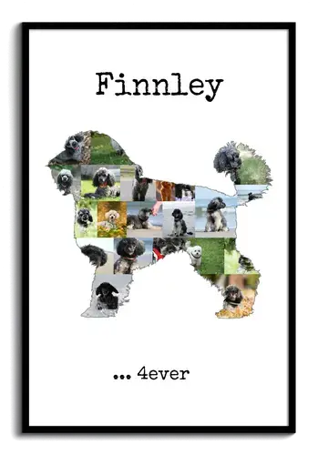 Create Your Own Mini Poodle Photo Collage – Cherish Your Pet Forever