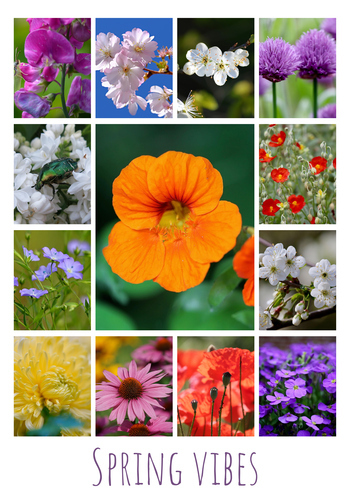 Flower & Plant Photo Collage Print – Create Yours Now, Premium Spring Blooms