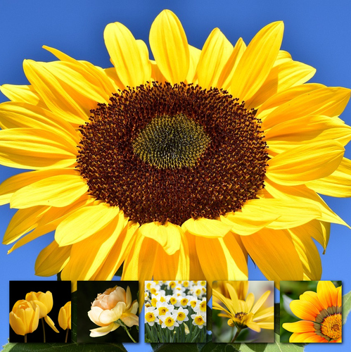 Flower & Plant Photo Collage Print – Create Yours Now, Premium Spring Blooms