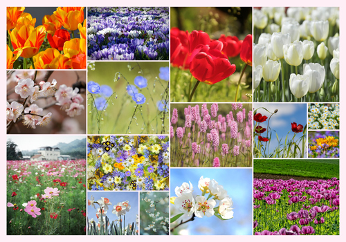 Flower & Plant Photo Collage Print – Create Yours Now, Premium Spring Blooms