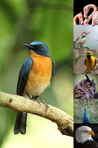 Wildlife Photo Collage – Create your animal & bird wall art, premium print, templates