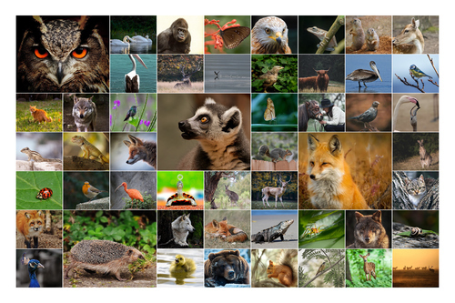 Wildlife Photo Collage – Create your animal & bird wall art, premium print, templates
