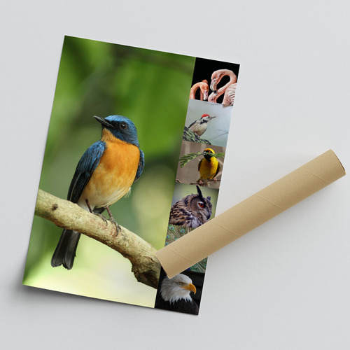 Wildlife Photo Collage – Create your animal & bird wall art, premium print, templates
