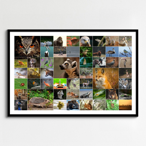 Wildlife Photo Collage – Create your animal & bird wall art, premium print, templates