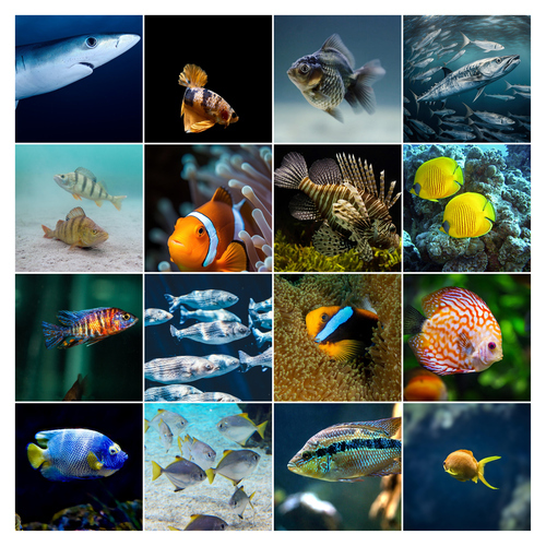 Underwater Photo Collages: Design Your Premium Prints of Sharks, Turtles & Dolphins