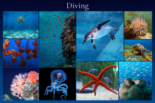 Underwater Photo Collages: Design Your Premium Prints of Sharks, Turtles & Dolphins