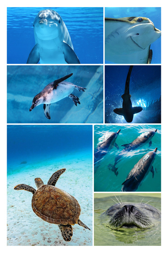Underwater Photo Collages: Design Your Premium Prints of Sharks, Turtles & Dolphins