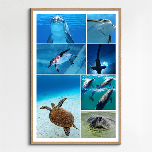 Underwater Photo Collages: Design Your Premium Prints of Sharks, Turtles & Dolphins