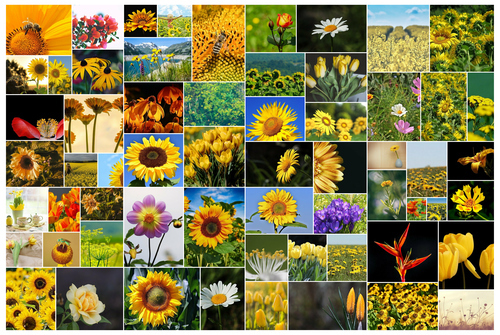 Create Your Wild Flower Collage Poster - Personalize with 61 Photos